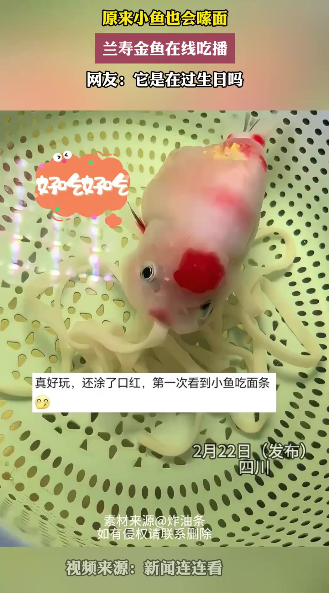 原来小鱼也会嗦面，兰寿金鱼在线吃播，网友：它是在过生日吗