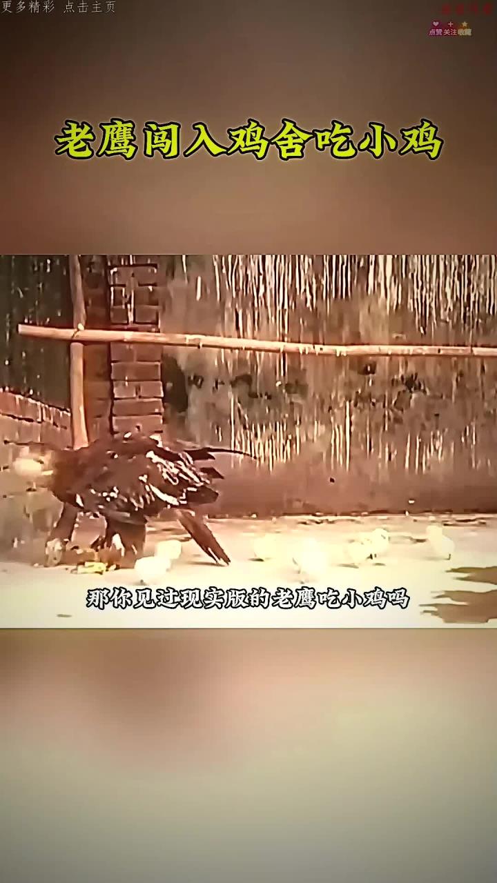 老鹰闯入鸡舍,一鼓作气将全部小鸡收入囊中