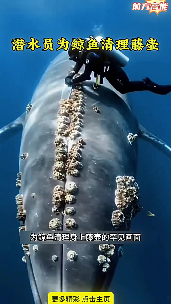潜水员下海为鲸鱼清除藤壶