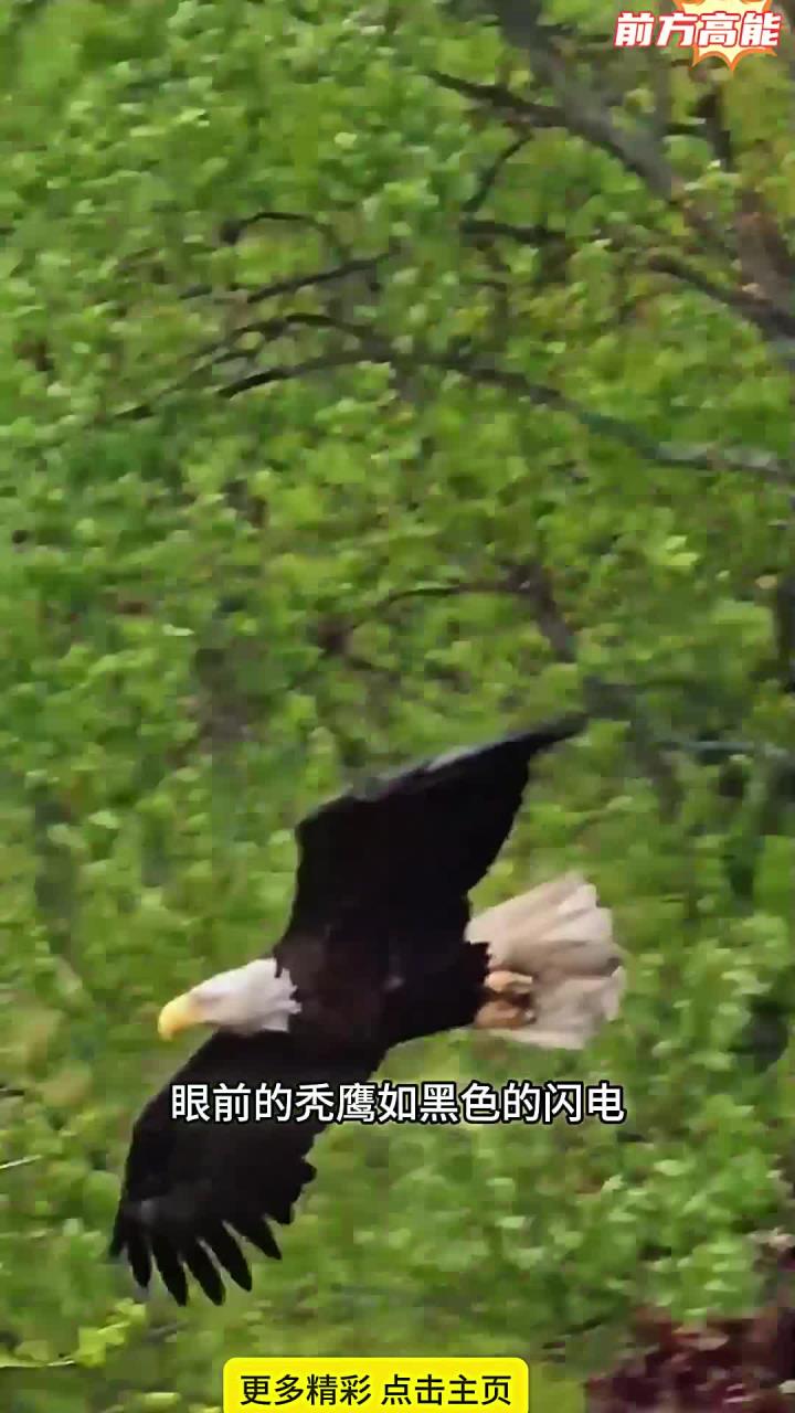 秃鹰从空中飞落,划过湖面抓起一条大鱼