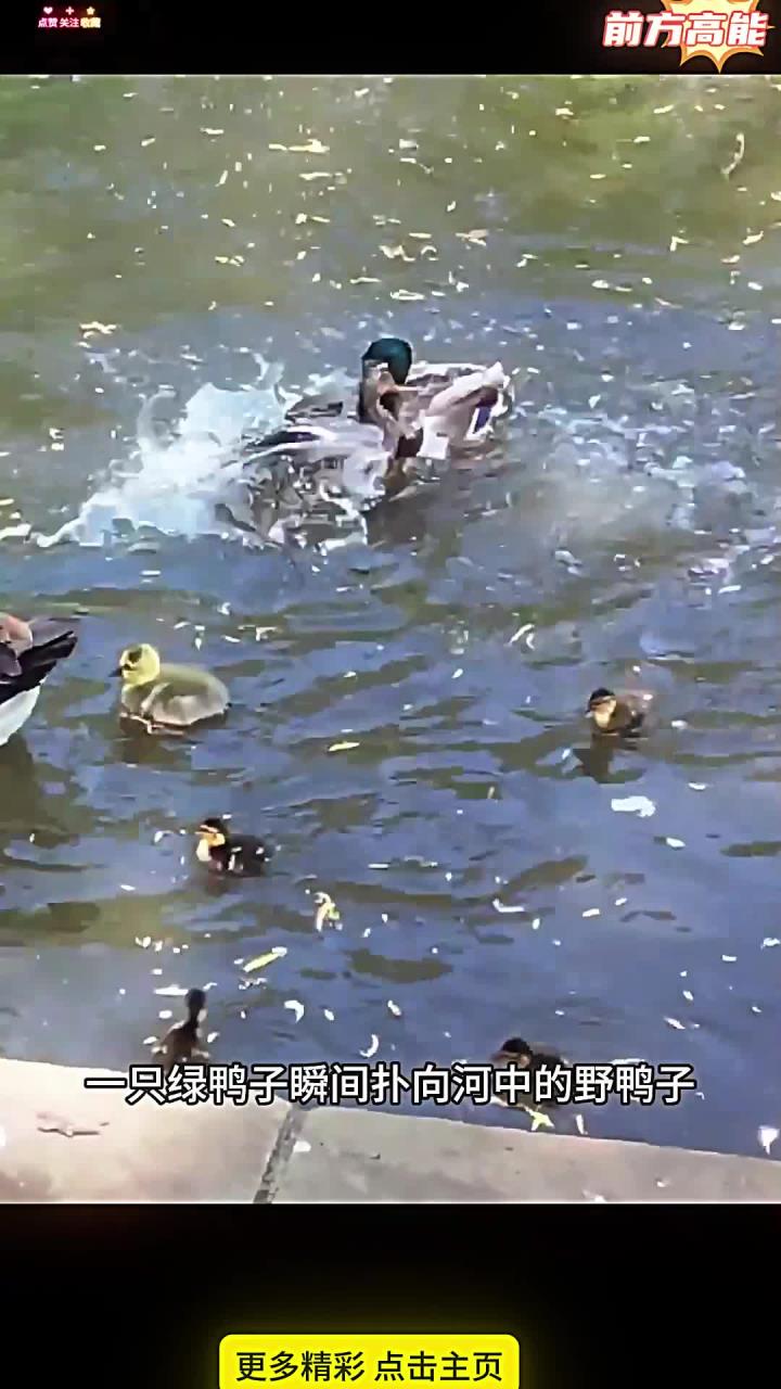野鸭闯入绿鸭子领地,竟遭无情驱赶