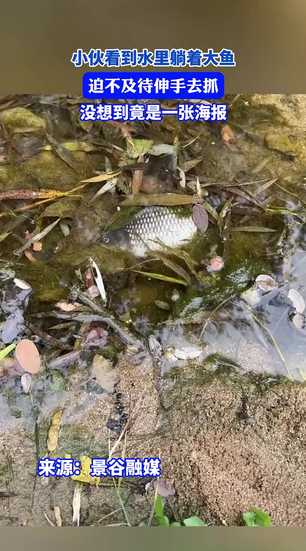 小伙看到水里躺着大鱼，迫不及待伸手去抓，没想到竟是一张海报