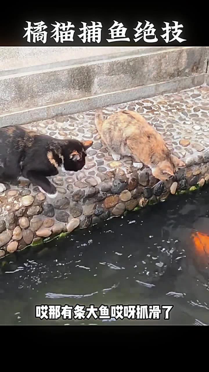 猫咪高超的抓鱼绝技