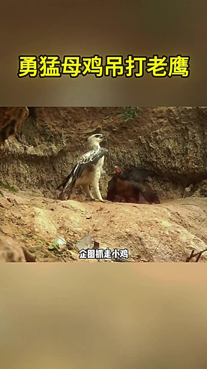 勇猛母鸡吊打老鹰的激烈场面