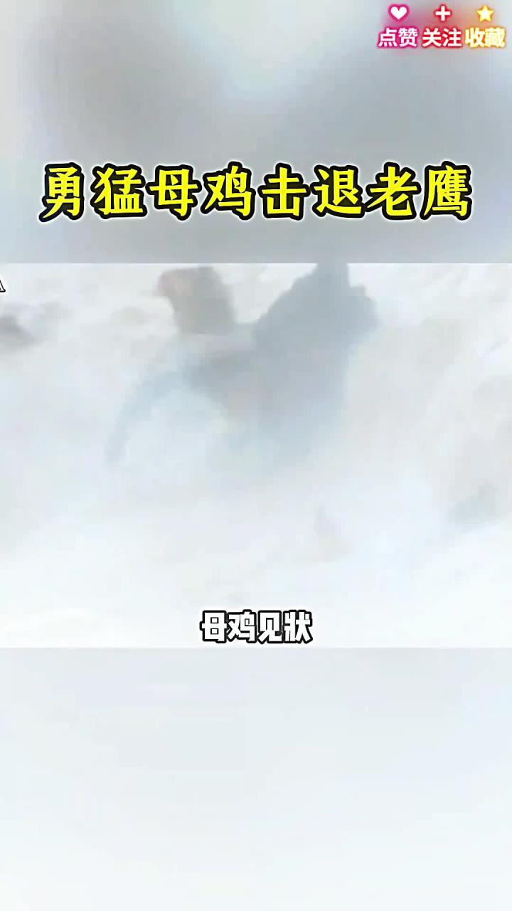 勇猛母鸡击退老鹰