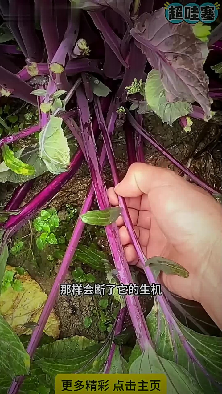 撇红菜心小技巧