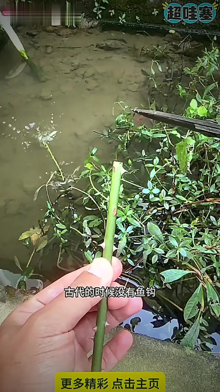 姜太公的鱼钩 姜太公的鱼钩