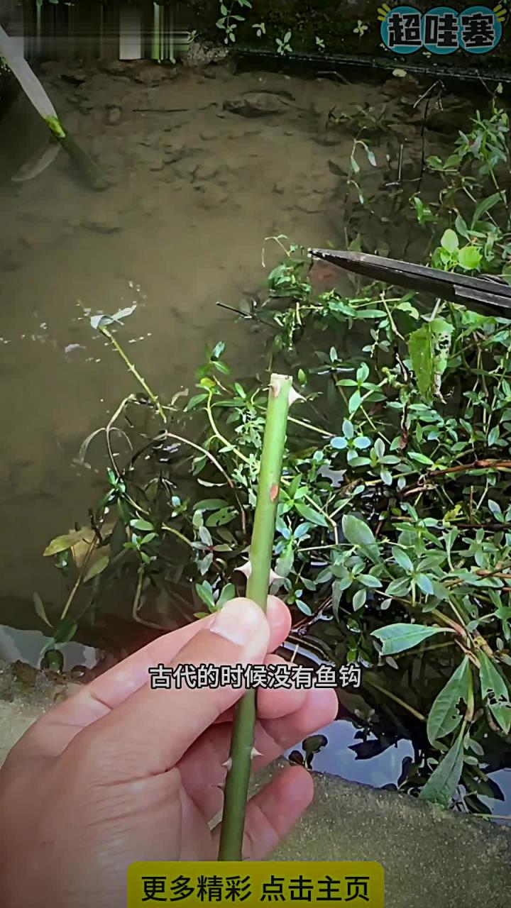 姜太公的鱼钩 姜太公的鱼钩