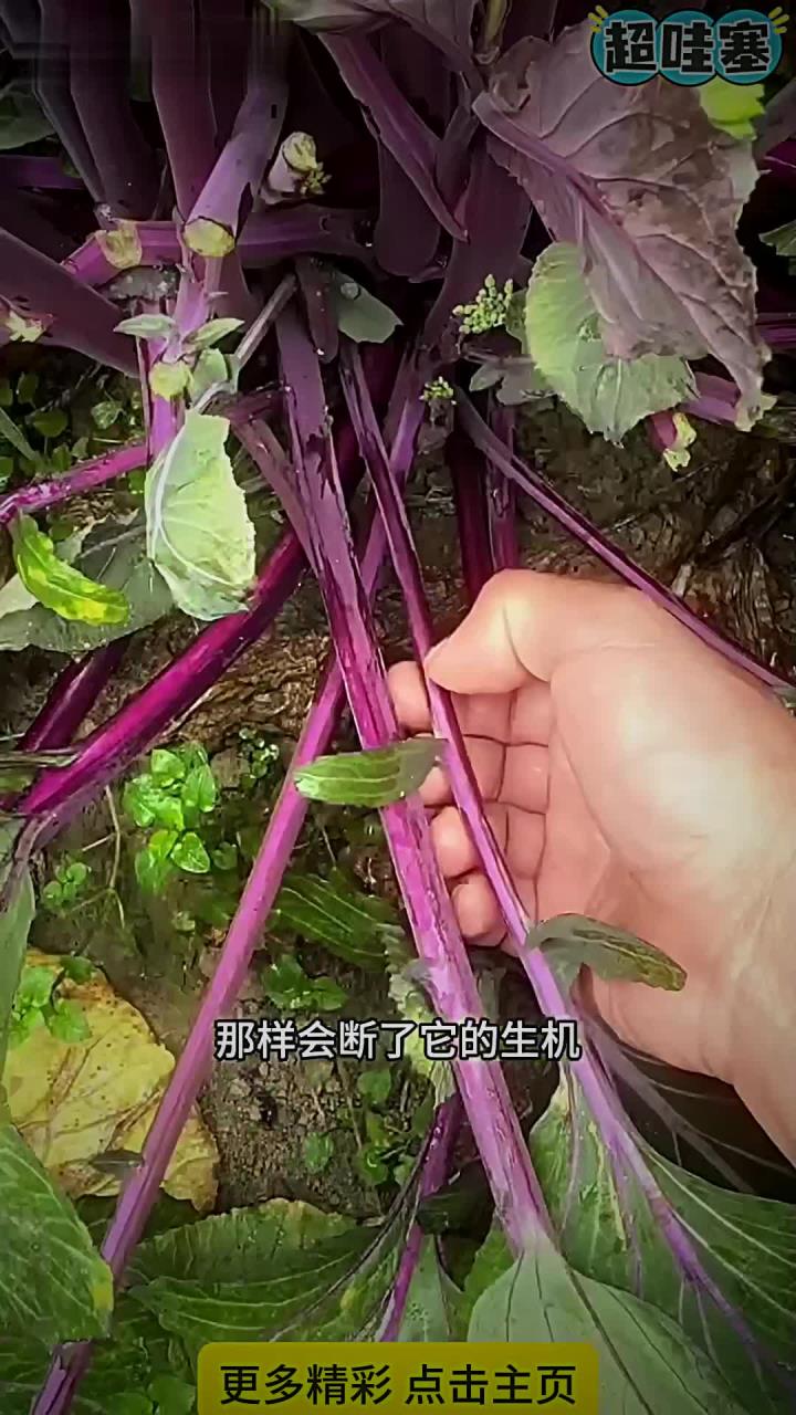 撇红菜心小技巧
