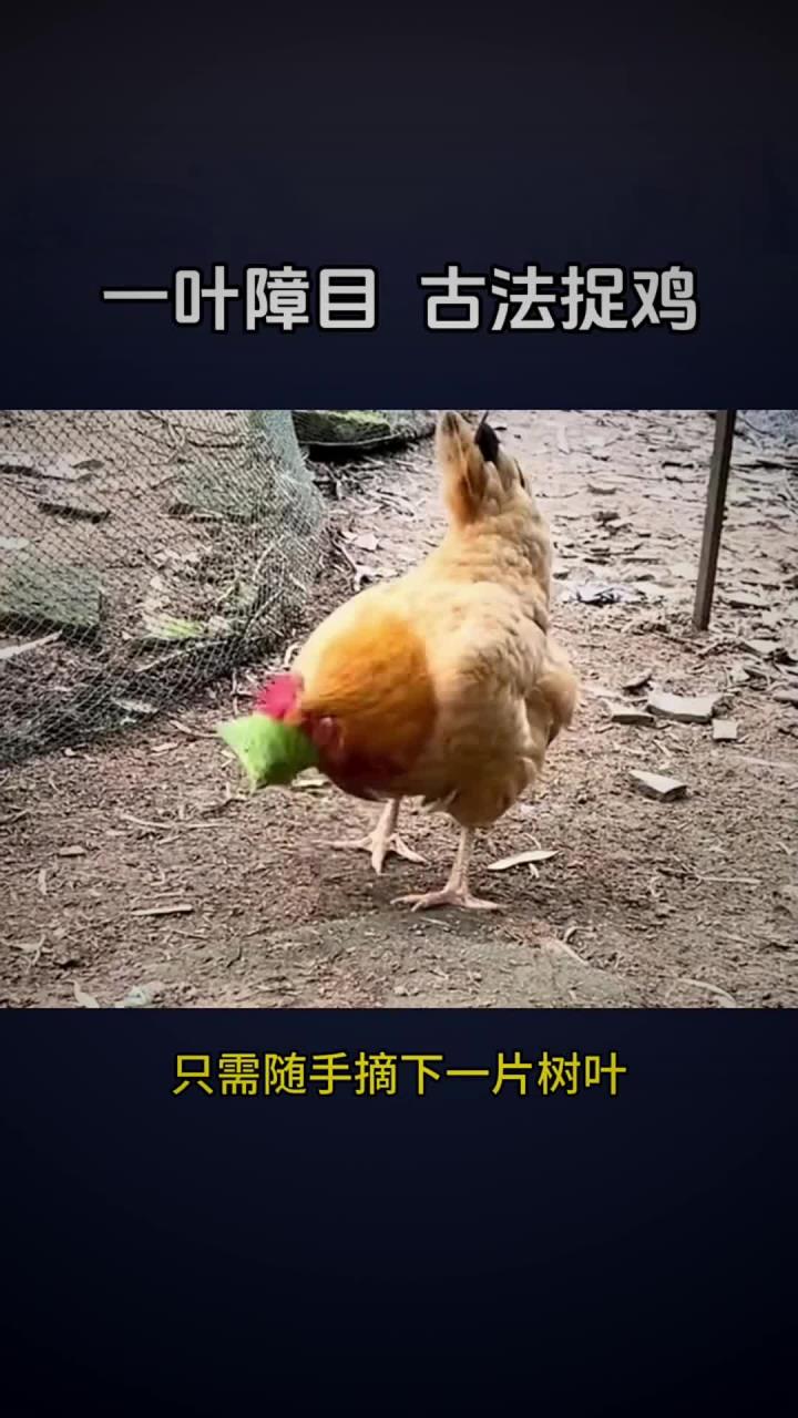 传统的一叶障目，古法捉鸡原理