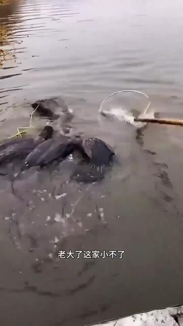 鱼鹰抓鱼之已确定特大!(1)