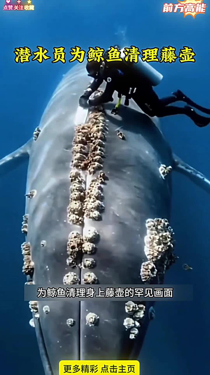 潜水员下海为鲸鱼清除藤壶