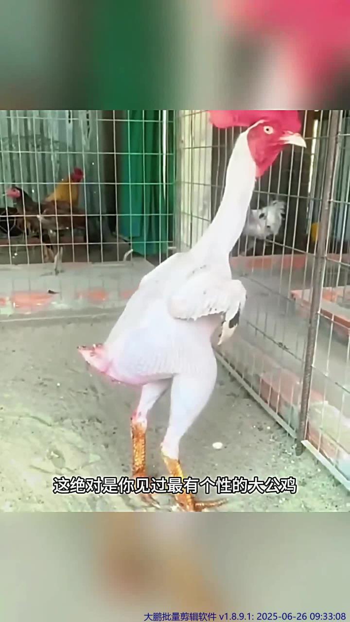 嚣张跋扈的大公鸡,身上的毛被拔的一根不剩