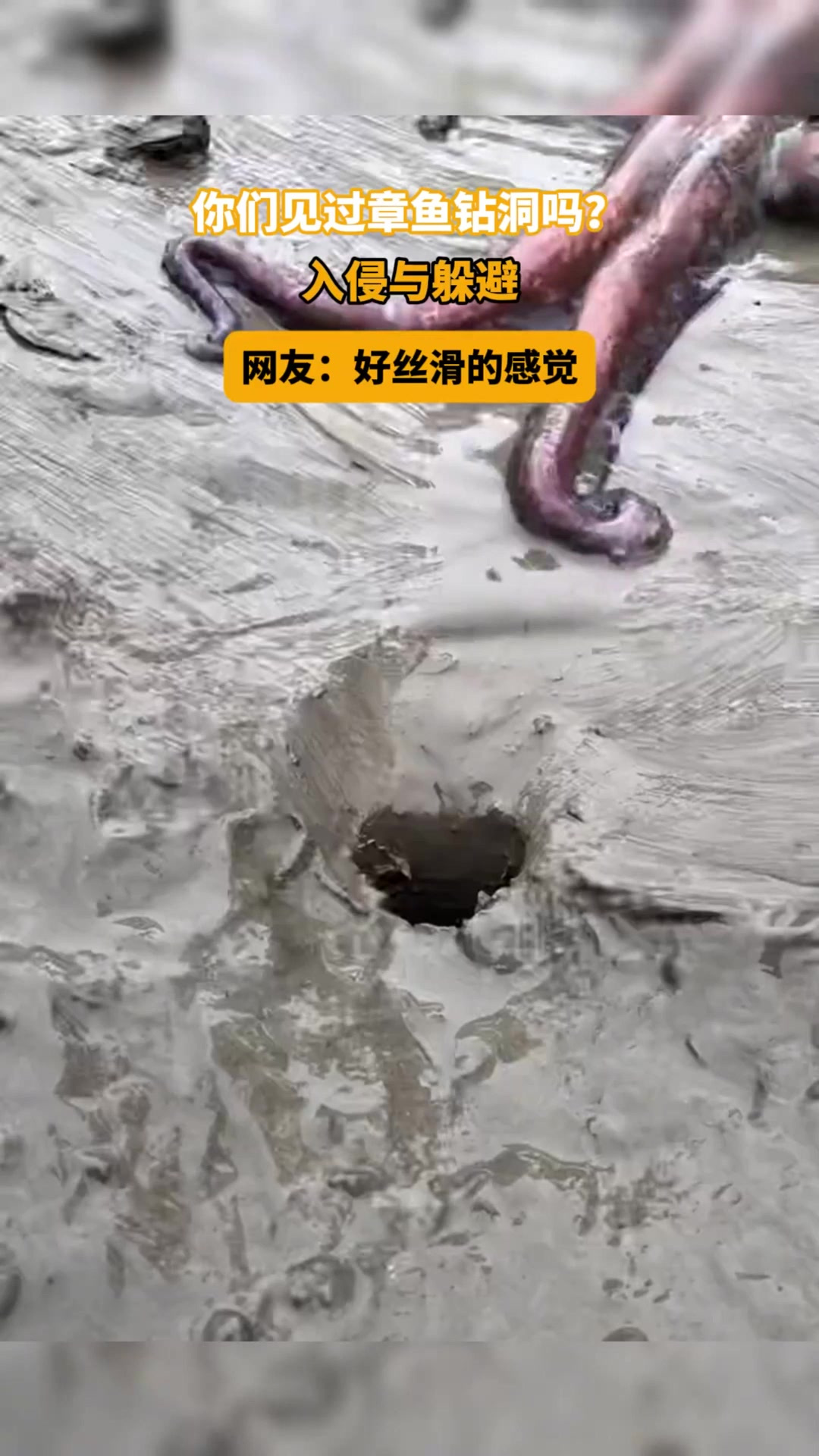 你们见过章鱼钻洞吗？入侵与躲避。网友：好丝滑的感觉