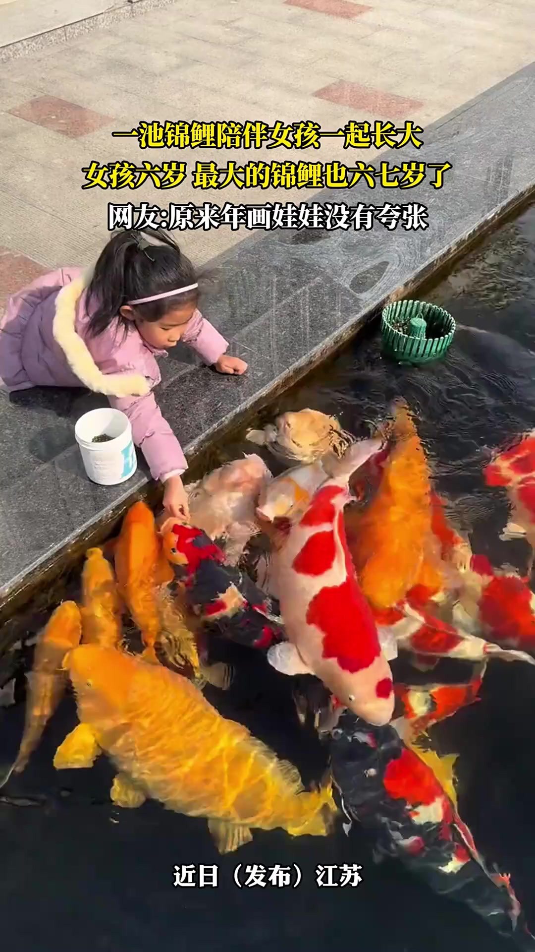 一池锦鲤陪伴女孩一起长大，网友：原来年画娃娃没有夸张