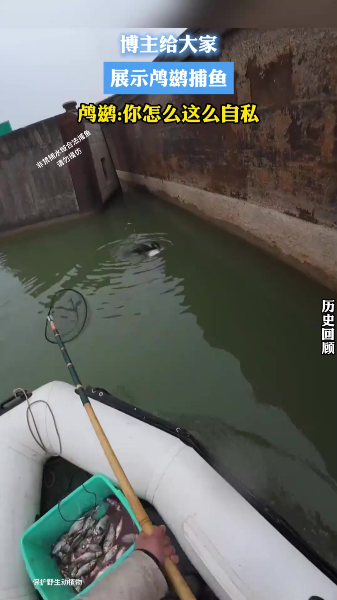 博主给大家展示鸬鹚捕鱼 鸬鹚你怎么这么自私