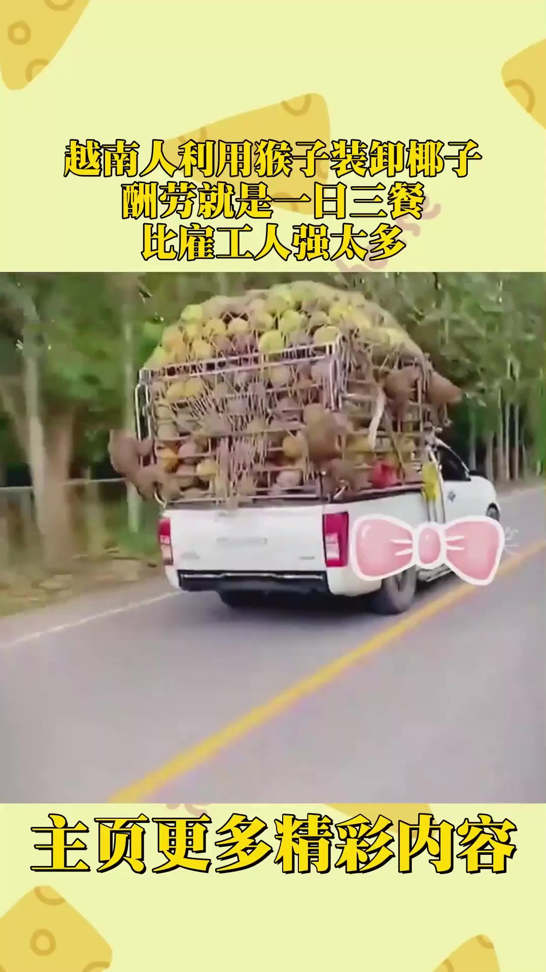越南人利用猴子装卸椰子,酬劳就是一日三餐,比雇工人强太多