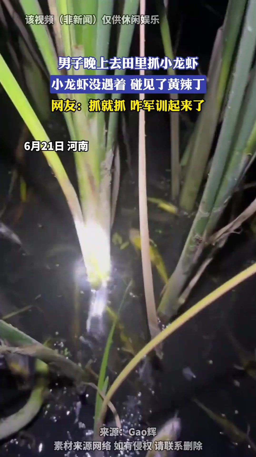 男子晚上去田里抓小龙虾，小龙虾没遇着，碰见了黄辣丁