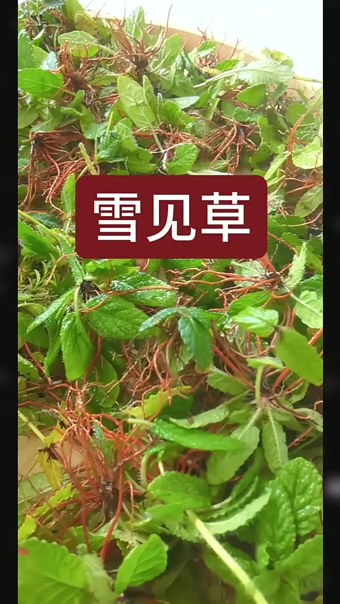 雪见草,别名关公须、土活xue、红根草,唇形科鼠尾草属,一年