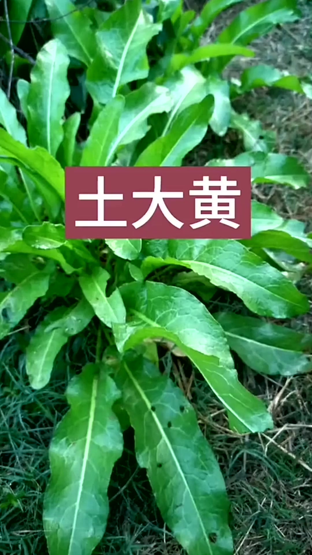土大黄,别名金不换、野菠菜、救命王、化血莲、羊蹄、野当归、牛