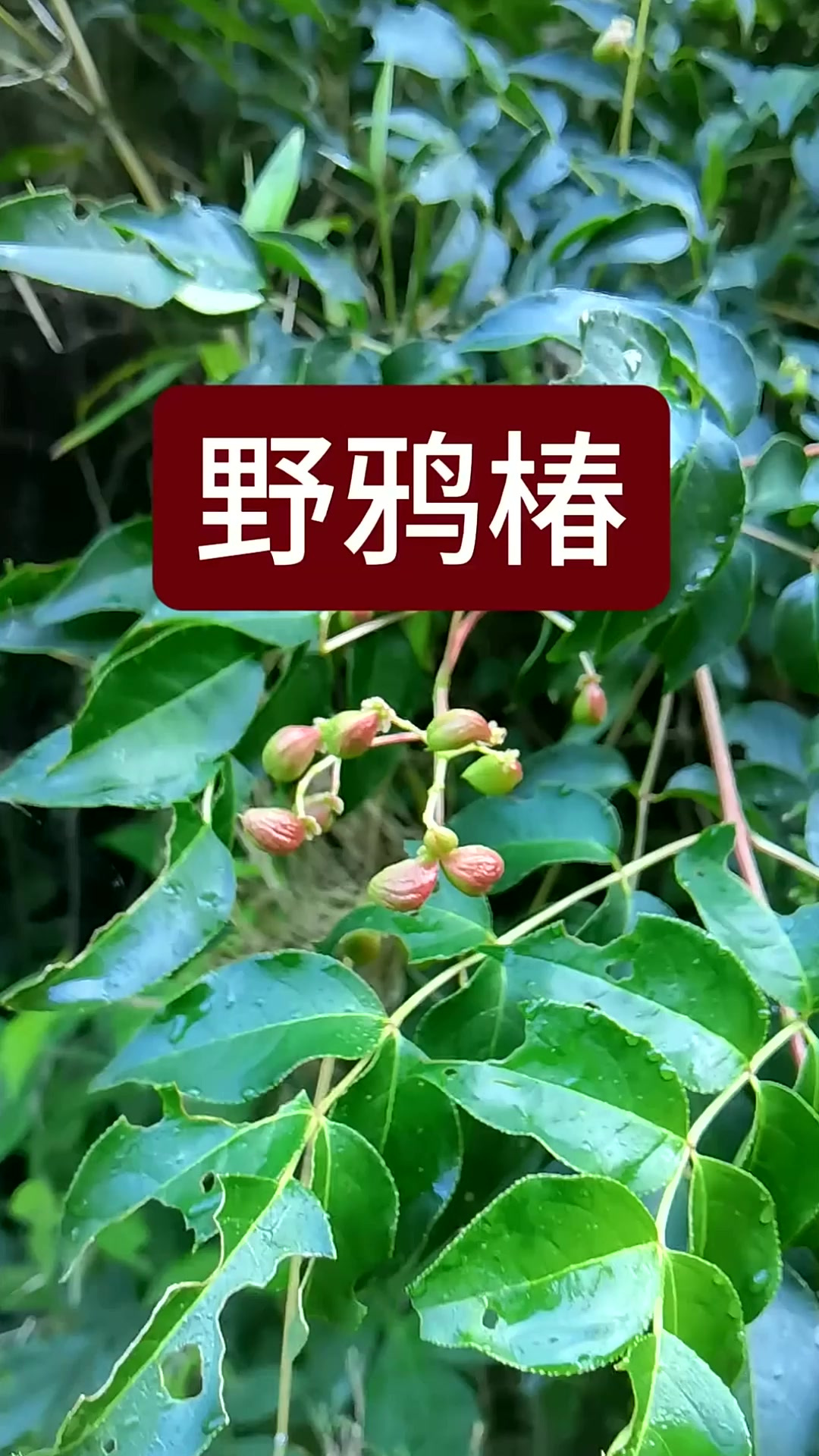 野鸦椿,别名鸡肾果、鸡眼晴、酒yao花、芽子木,省沽油科野鸦