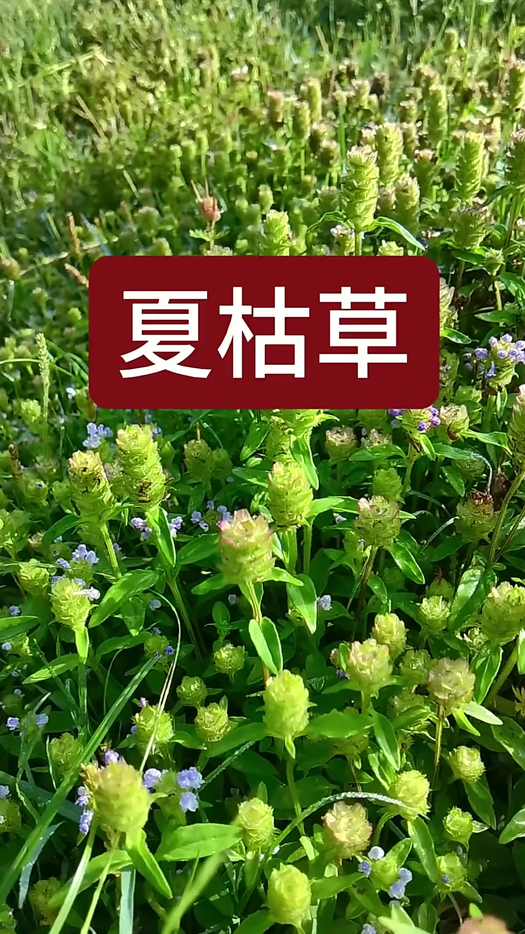 夏枯草，别名夏枯球、棒锤草、虾公幸、铁色草、灯笼草、紫花草