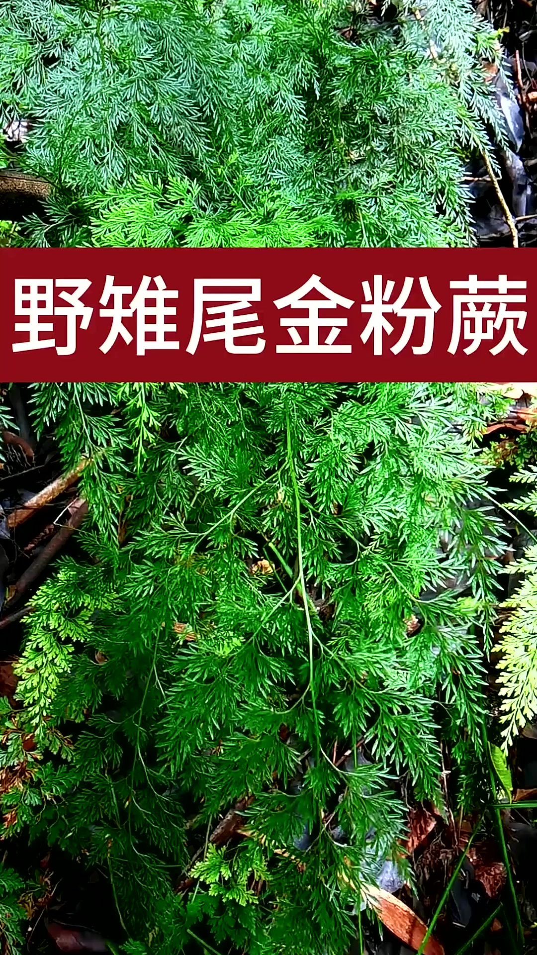 野雉尾金粉蕨,别名小叶野鸡尾、金花草、草黄莲、孔雀尾,中国蕨