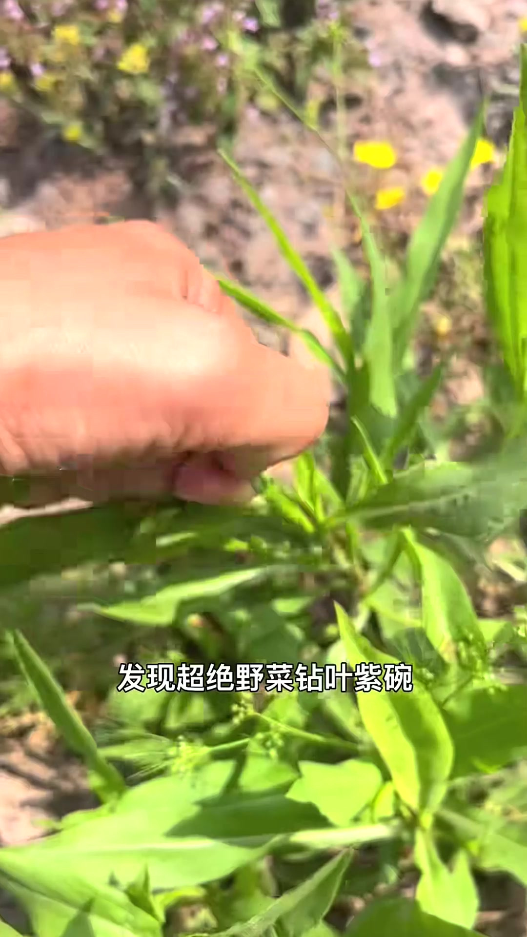 发现超绝野菜,怎么做都好吃