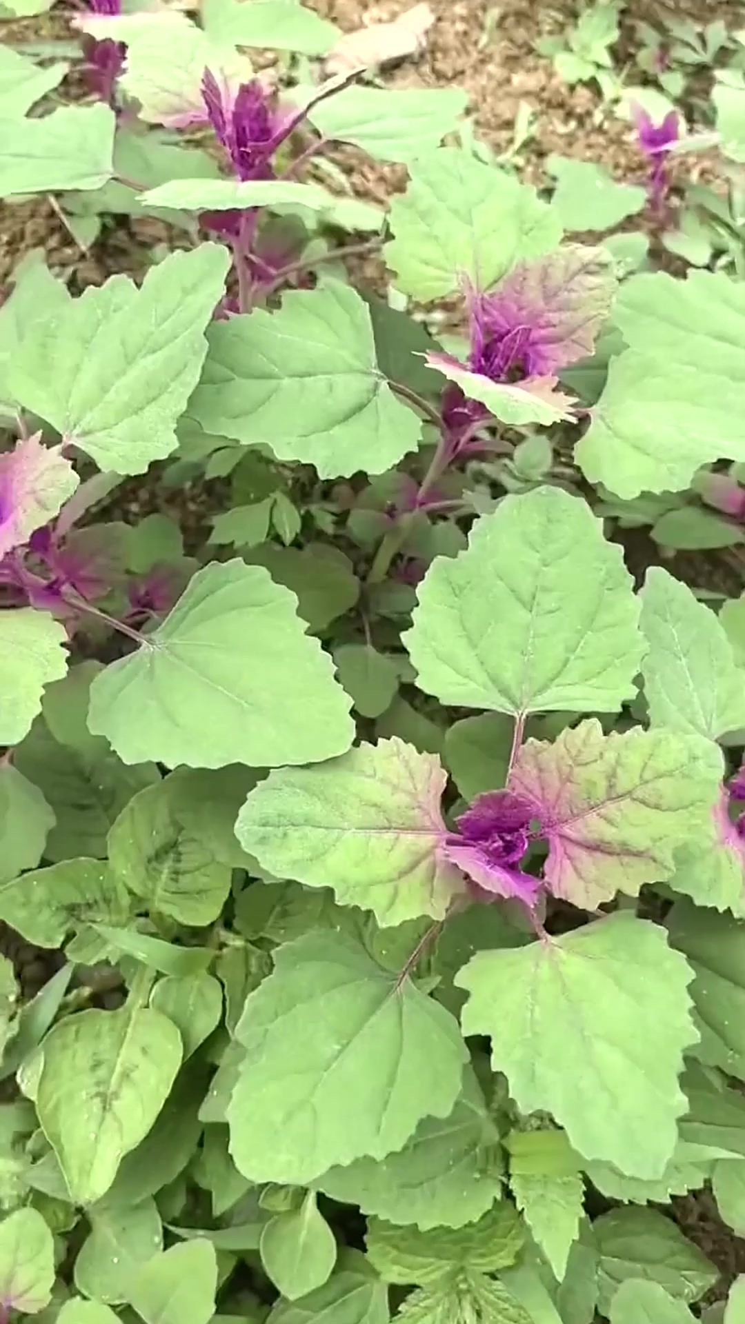 灰灰菜有两种，一定要分清