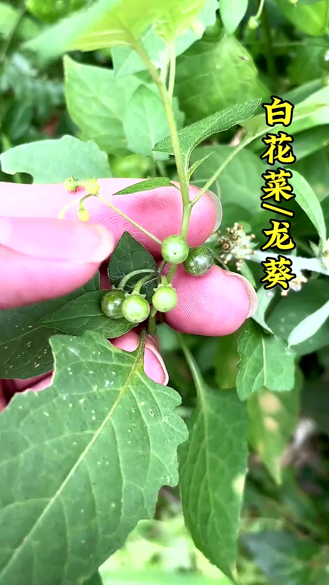 以前经常吃的白花菜,现在很难找了