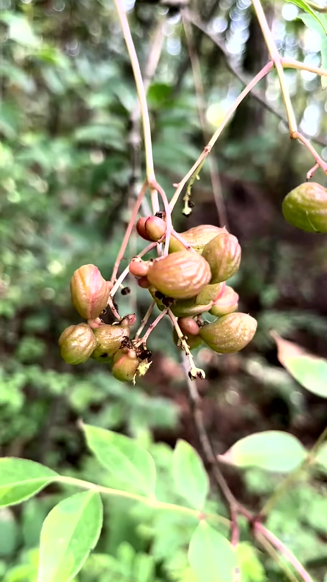 鸡肾果可不是浪得虚名