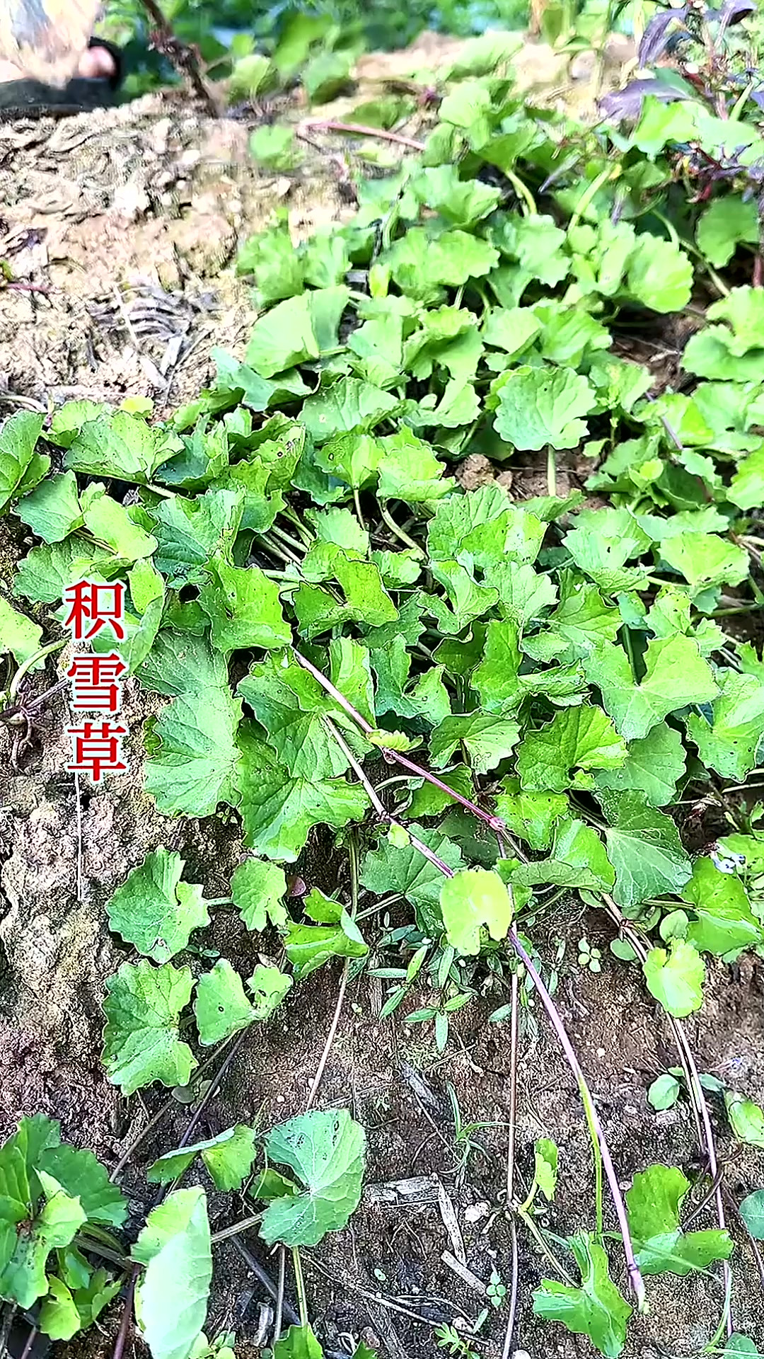 积雪草,我那叫灯盏菜,你哪里叫啥?
