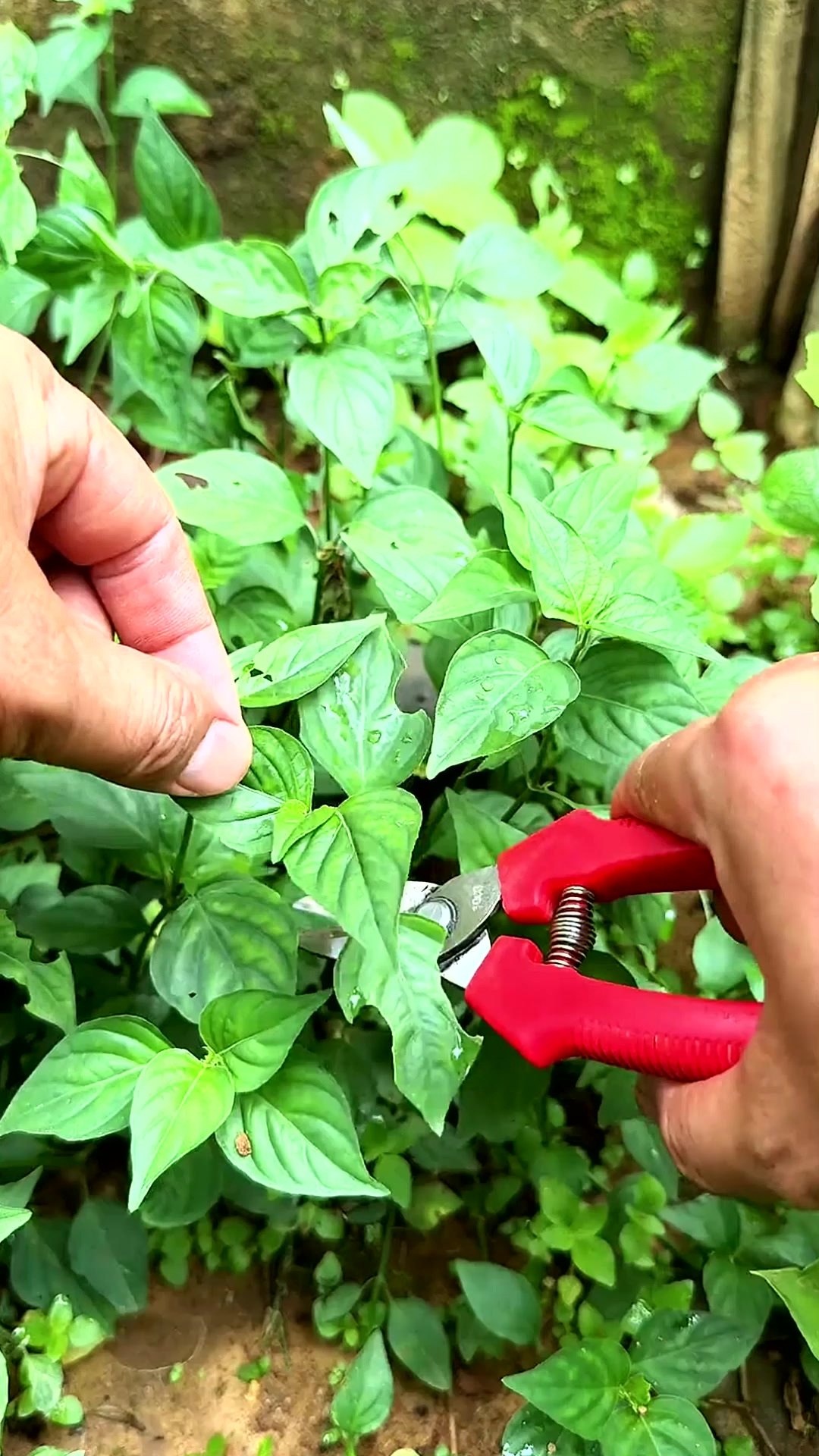 路边青,也叫狗肝菜,在路边常见,一般的人只会当作杂草