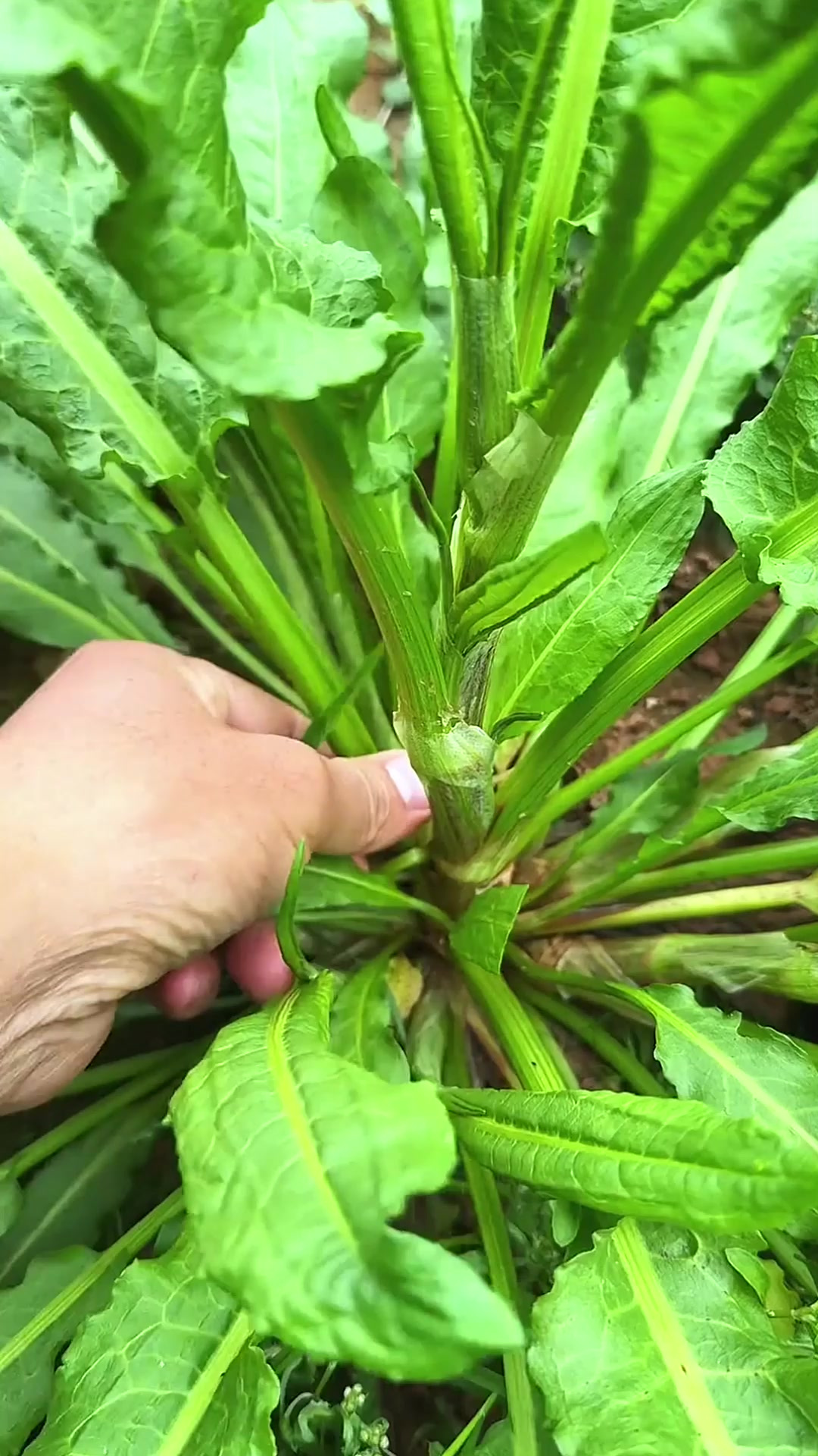 酸模，也被称为土大黄或野菠菜，你的家乡有吗？