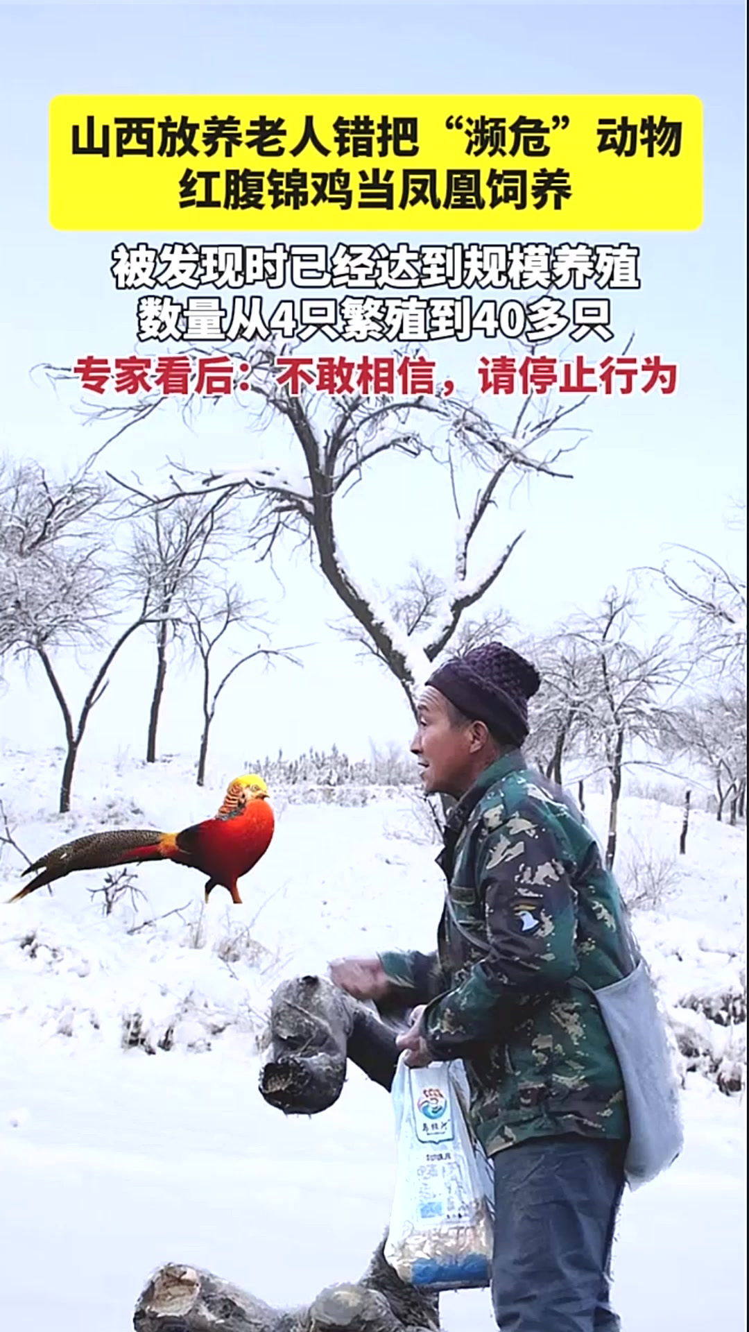 山西放羊老人错把“濒危”动物红腹锦鸡当凤凰饲养，被发现时已经