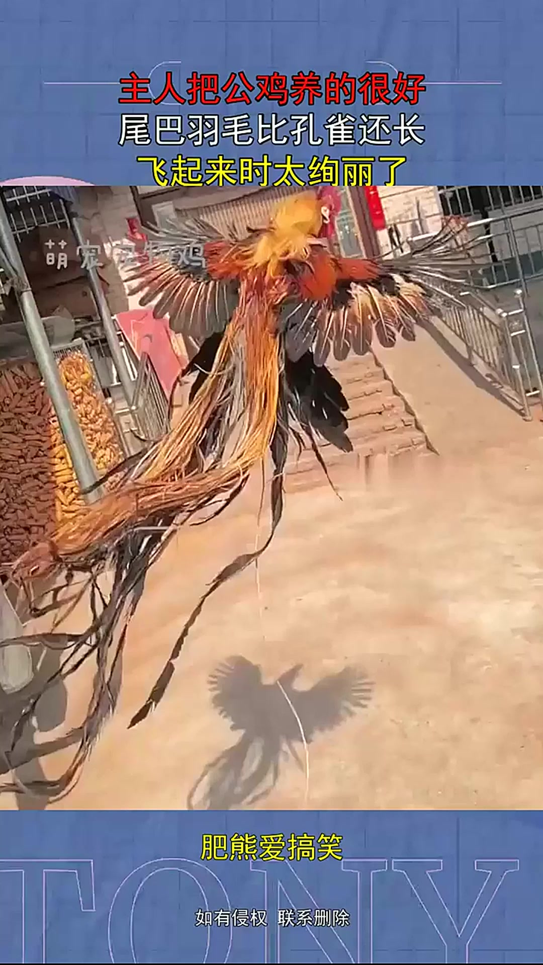 主人把公鸡养的很好,尾巴羽毛比孔雀还长,飞起来时太绚丽了!