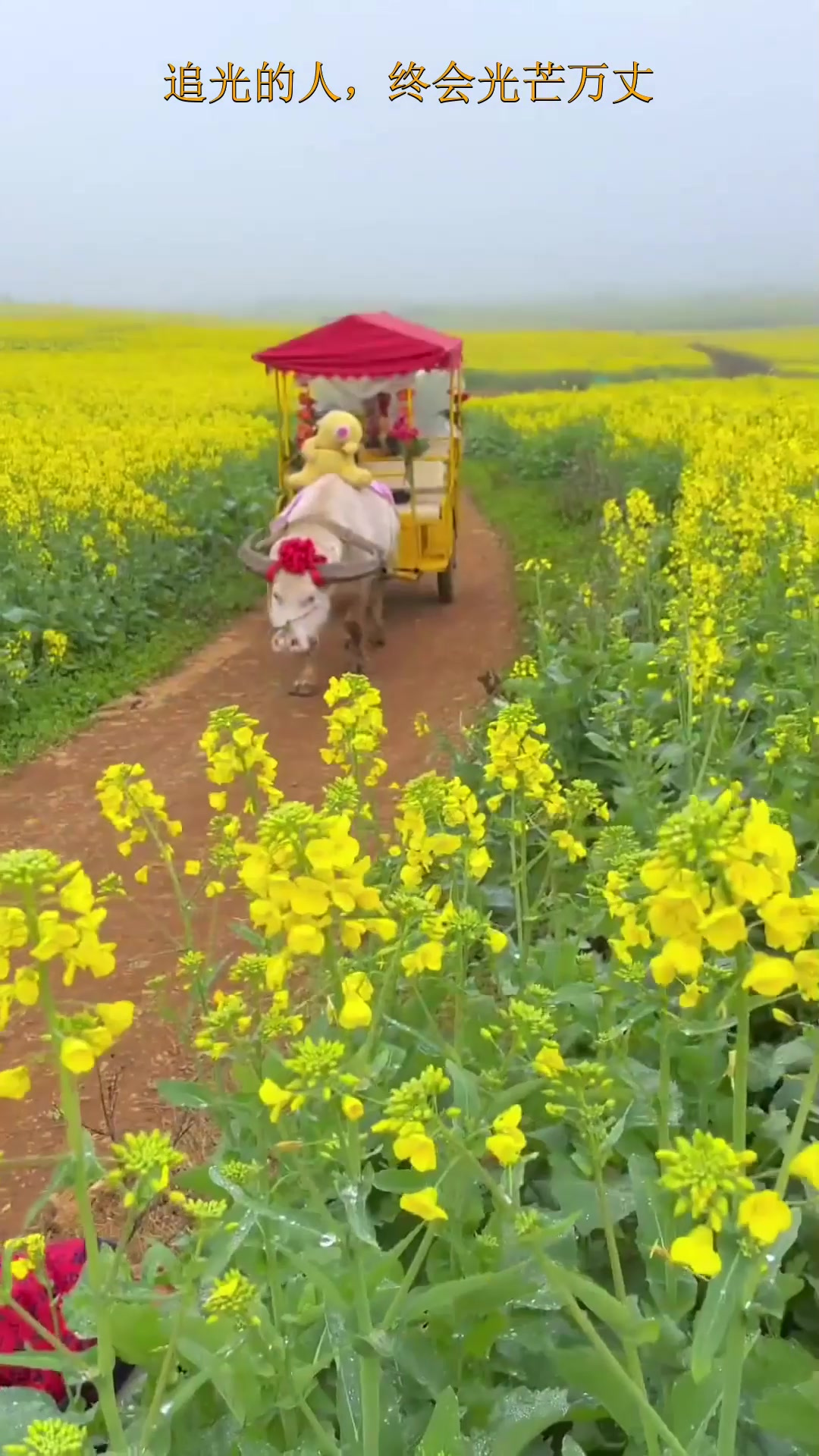 夏日旅行,东方花园,金色罗平,100万亩油菜花即将迎来盛花期