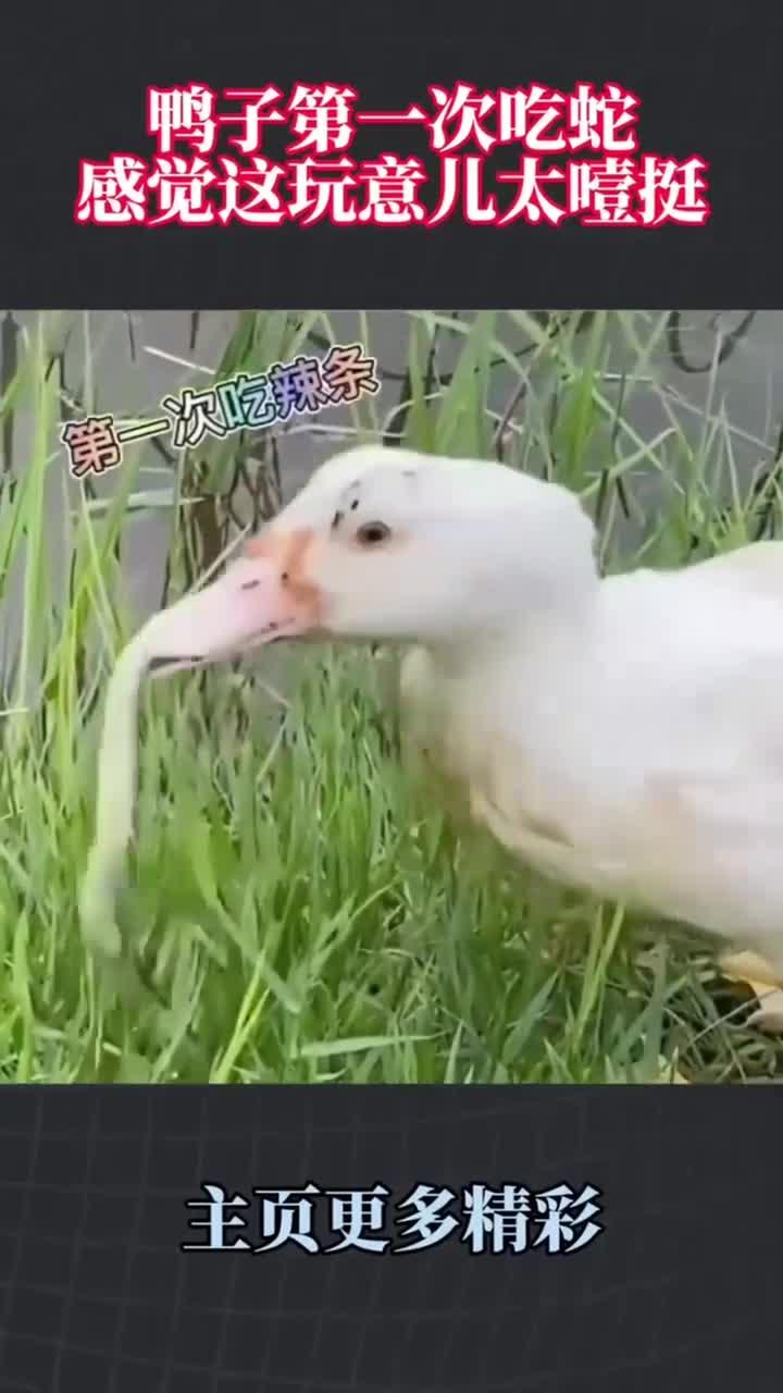 鸭子第一次吃蛇，感觉这玩意儿太噎挺