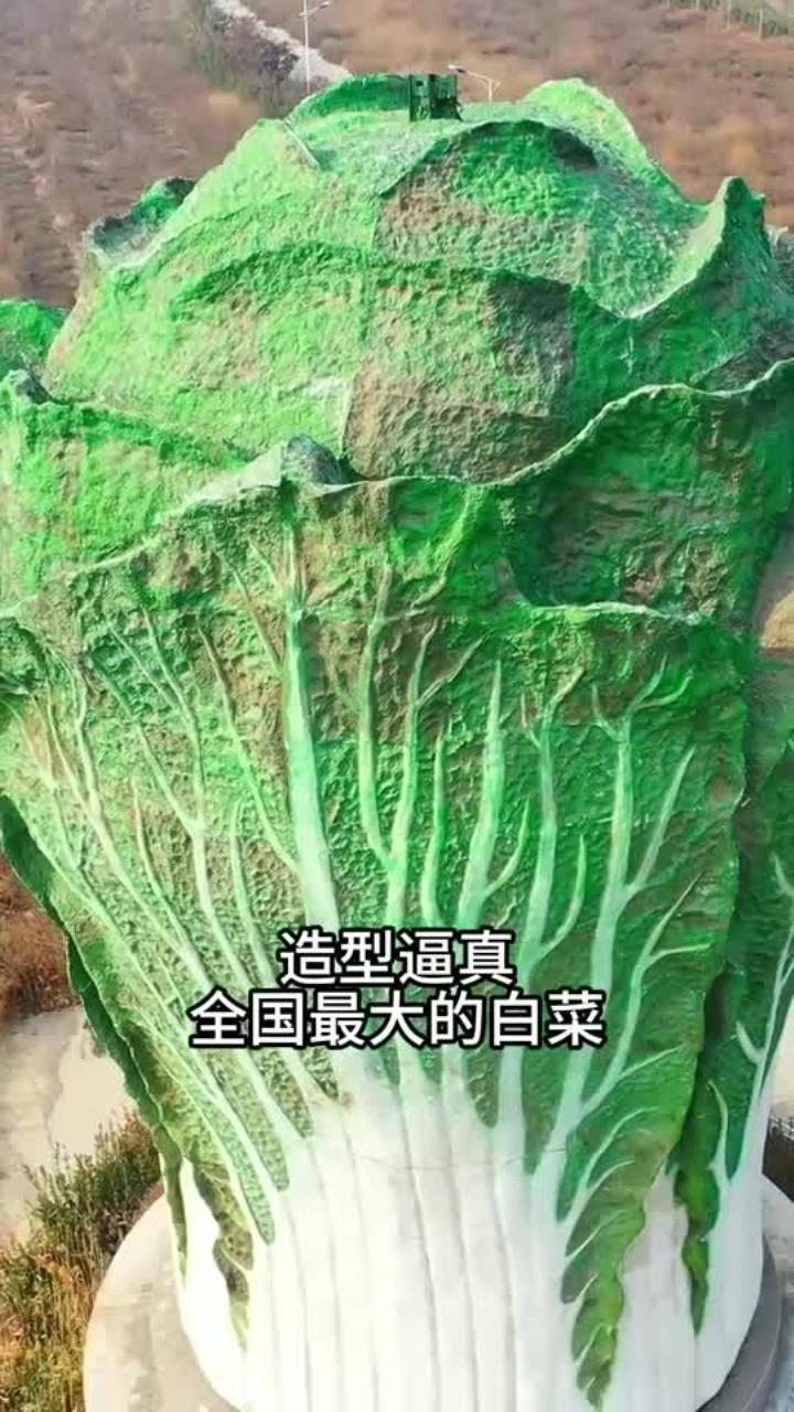 巨型大白菜高19米,重达12吨直径8米,寓意聚财,招财 发财 百财聚来