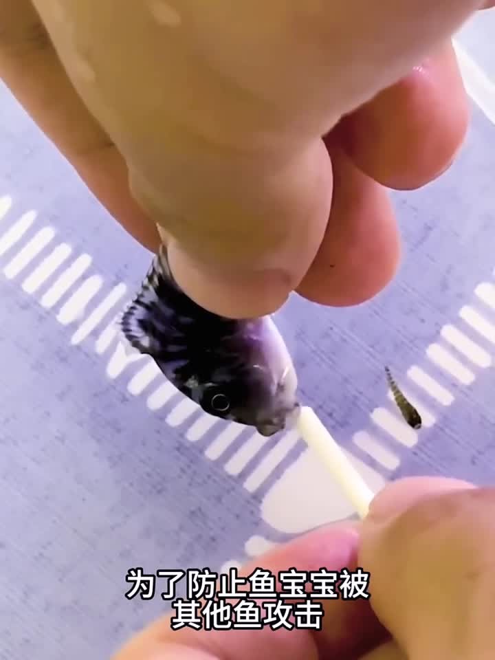 没想到鱼妈妈居然把鱼宝宝含在了嘴里