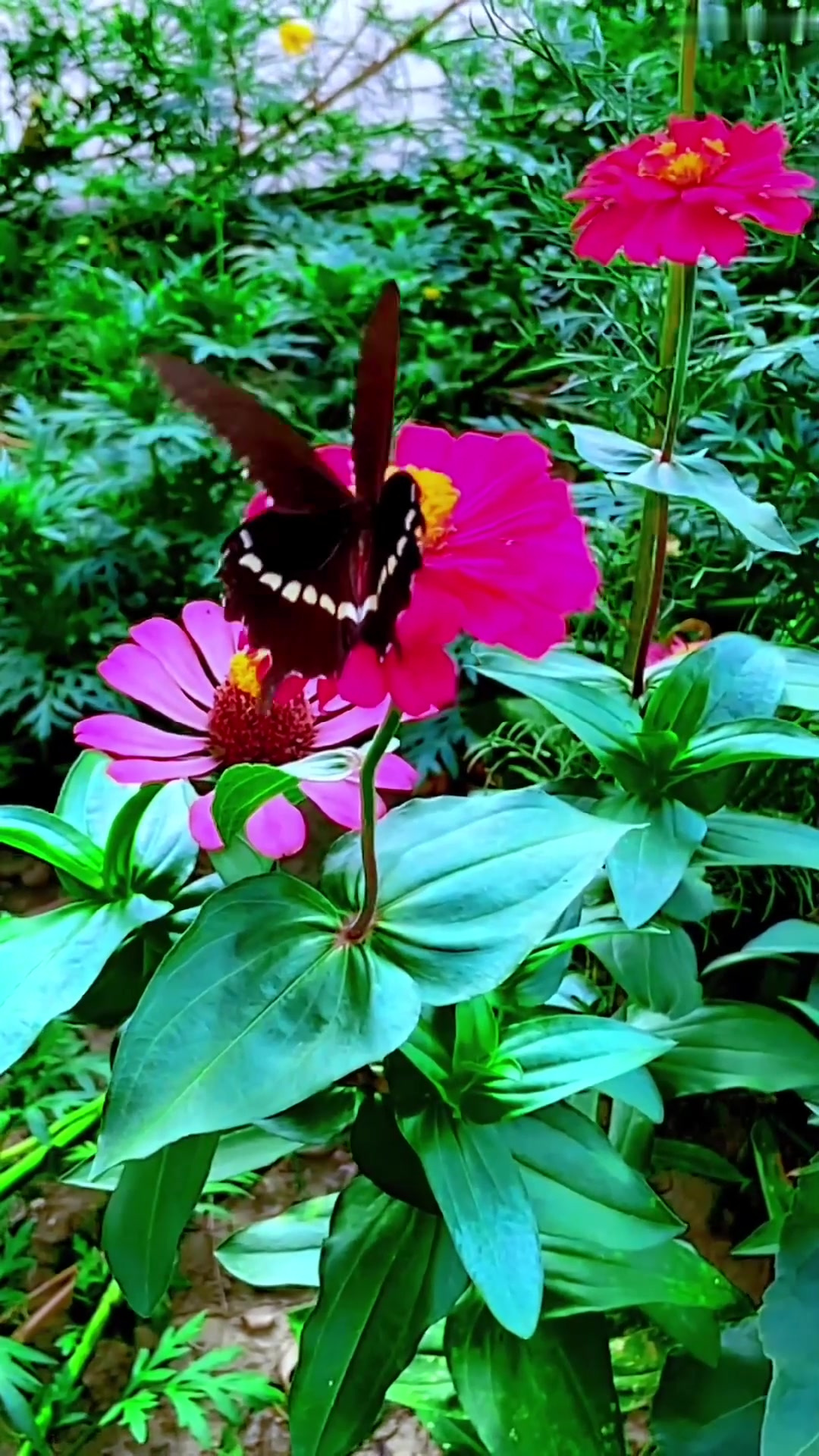 夏日旅行，千古之美蝶恋花，柔情万种醉相思。花因蝶娇含羞放，蝶