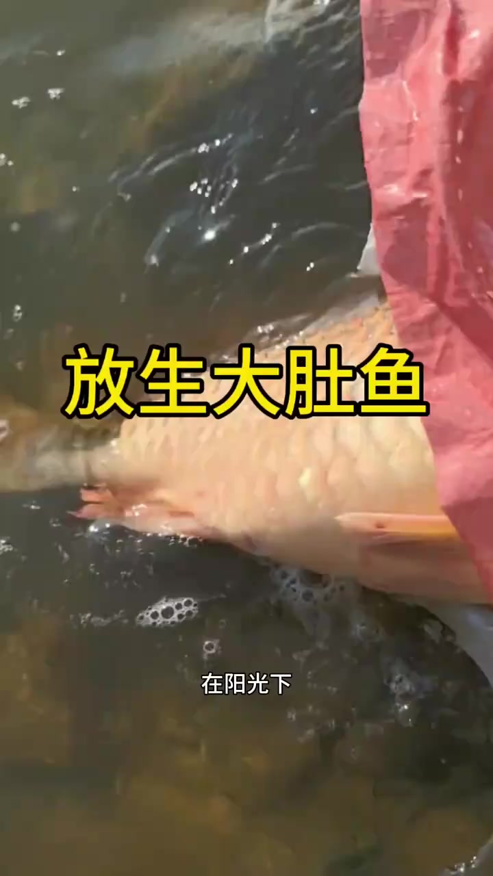 “街头奇事：男人为何放生鱼群？背后的秘密与温暖时刻”