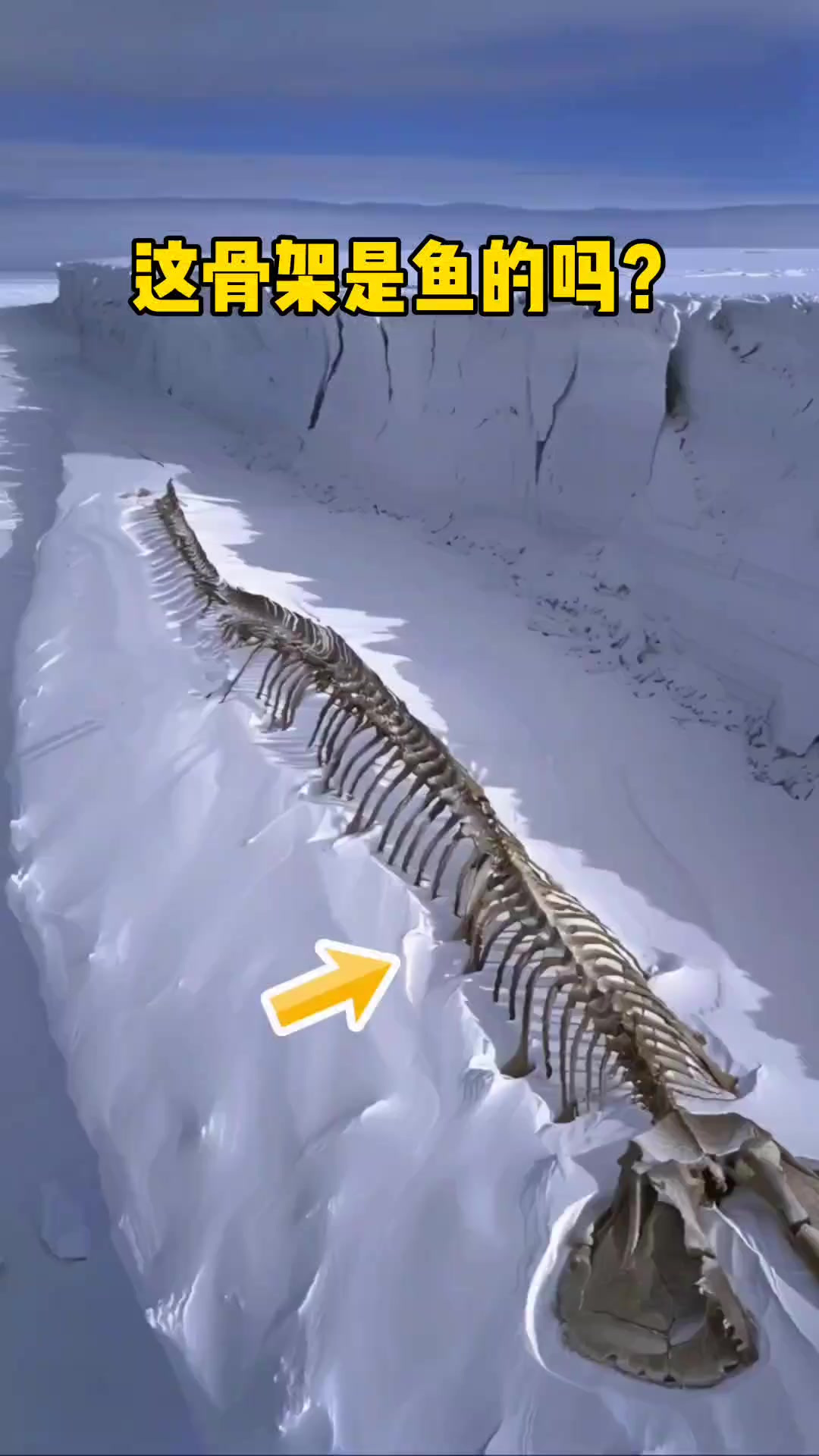 “南极冰雪融化？巨型鱼骨骼悄然浮现，难道是沉睡的怪物？”