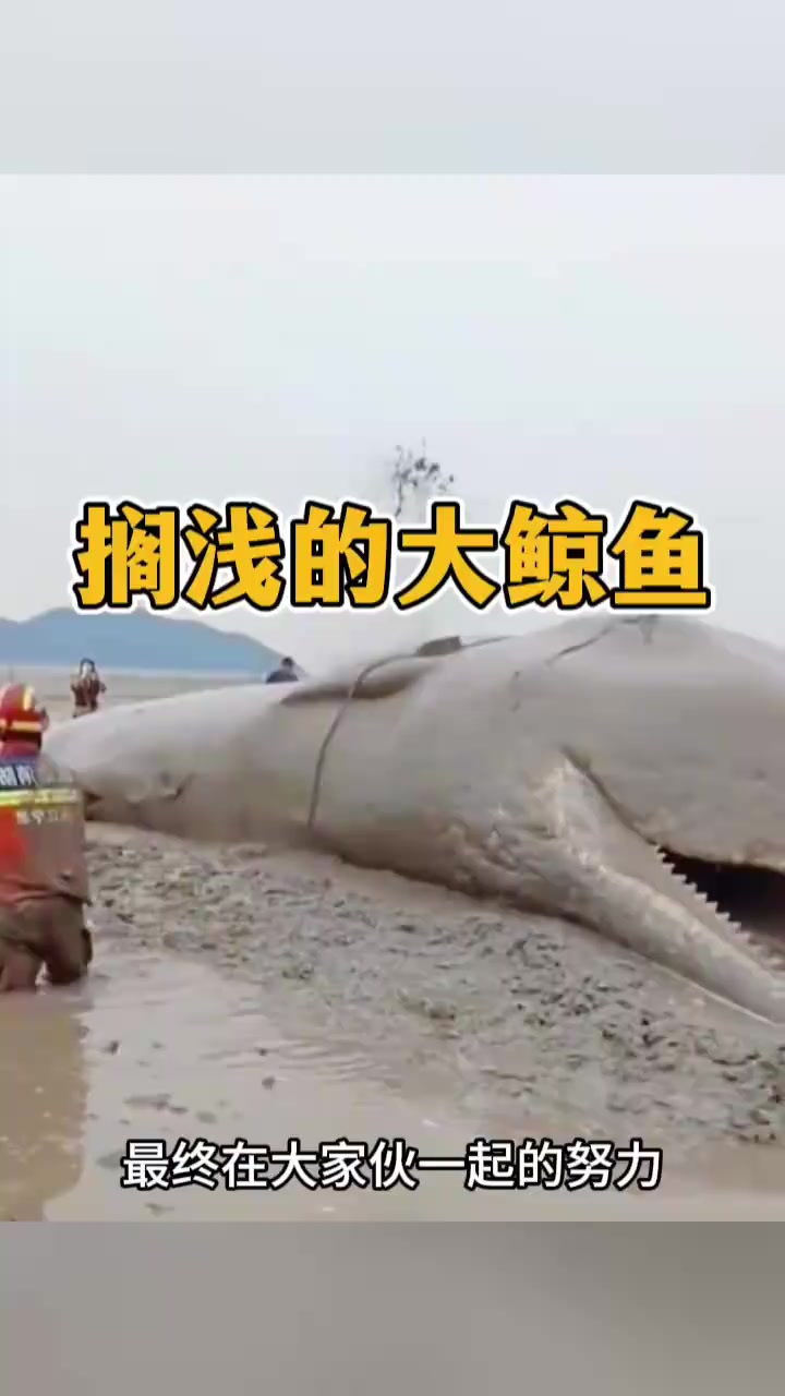 众人合力拯救搁浅大鲸鱼，十小时不懈努力重返大海