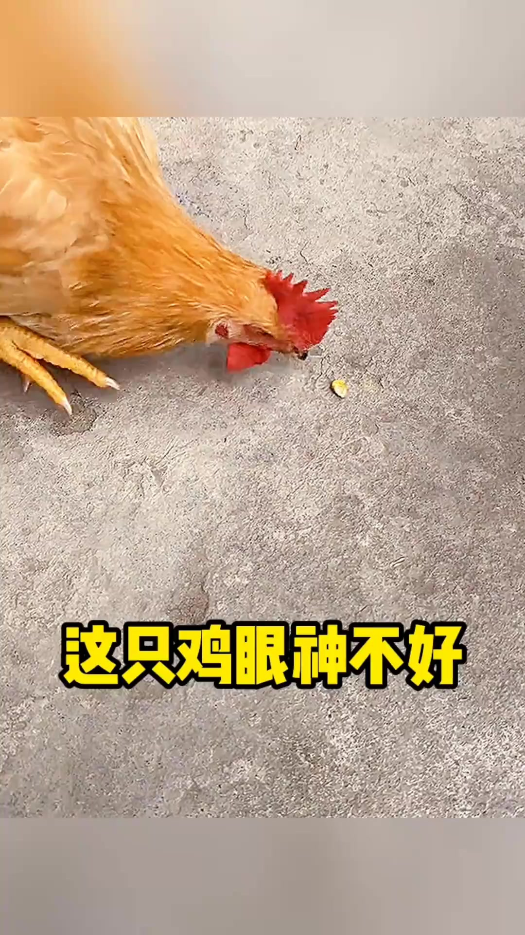 一只特殊的鸡:斗鸡眼与喂食的奇妙遭遇
