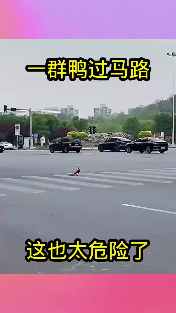 “五一假期道路繁忙,鸭妈妈带小鸭过马路的危险瞬间”