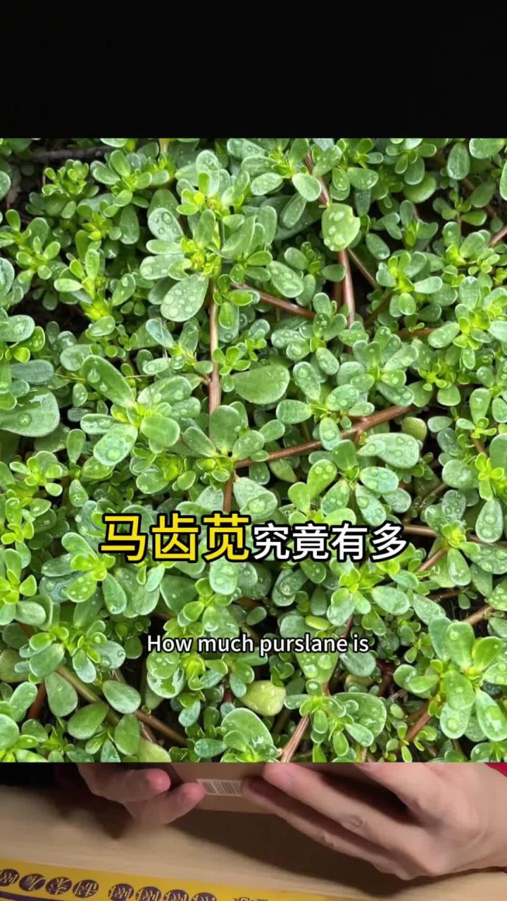 你知道马齿苋究竟有多厉害吗?