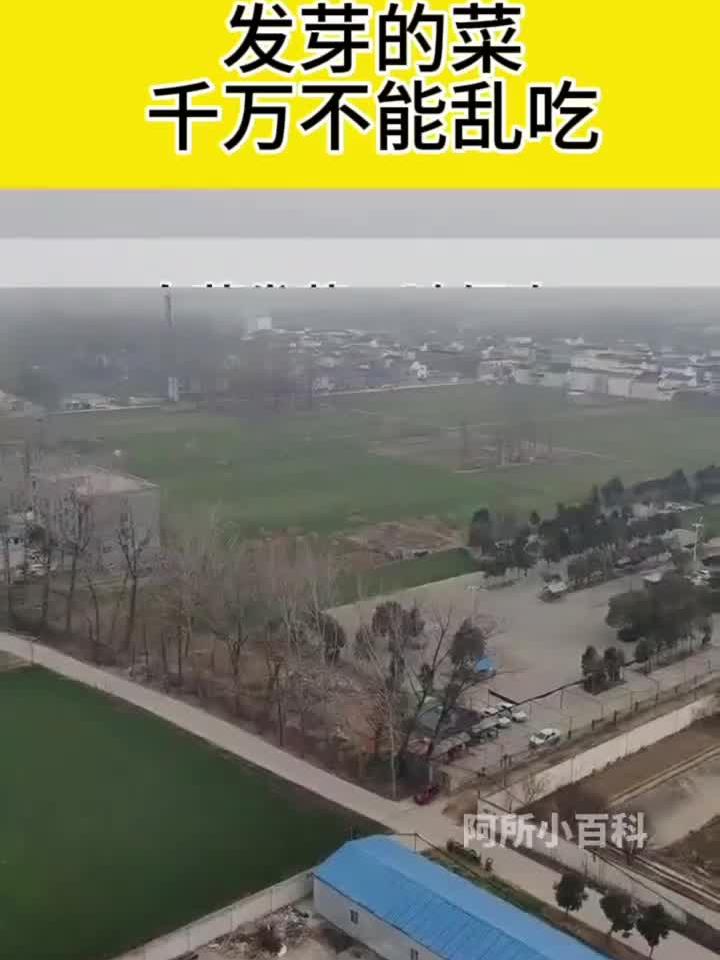 菜芽的菜千万不能乱吃