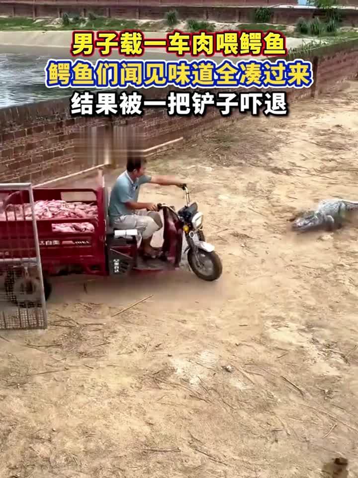 男子载一车肉喂鳄鱼,鳄鱼们闻见味道全凑过来