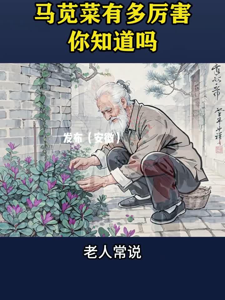 夏天常见的野菜马齿菜,又叫马齿苋、五行菜